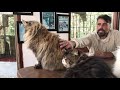 Gatos Gigantes Mainecoon Ragdoll Temperamento Filhote Criador Ecológico Gatil Gato Família Petclube