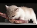 Kitten eating a steak but with 