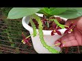 Make your Repot COUNT! Post-Repotting Orchid Care: Tips & Keys to Success Care Guide #ninjaorchids