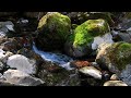 4K video + natural sounds  / February / Rock moss and spring water forest / Okuise / Yaetani Yusui
