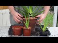 How to Transplant Aloe Vera Babies