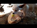 Chihuahua le gusta comer coco