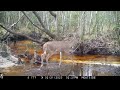 Florida Trail Camera Nature Videos