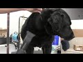 Black Lab | Full Undercoat Deshedding Tutorial