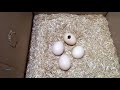 How To Make an Egg Incubator at Home || Cardboard Box Egg Incubator || Egg Hatched