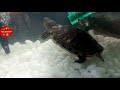 How To Setup New Turtle tank for Big Turtles 🐢 #sliderturtle