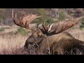 Bull Moose Fight: How it Goes Down