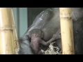 Lincoln Park Zoo Announces Birth of Endangered Gorilla