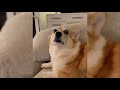 If You Want To Get A Corgi Watch This 😂🐶 | Funny Corgi Video