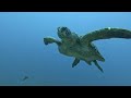 SCUBA diving trip on Nautilus to Socorro 2024, Giant manta rays, sharks. 墨西哥潜水之旅，潜水的乐趣， 与鲨共舞