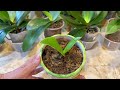 Great new technique for grafting orchids to grow fast, grafting with Aloe Vera