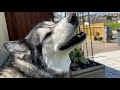 Husky Confused By Crazy PUPPY in His GARDEN!