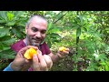 The Most Abundant Tropical Food Forest Tour Yet!