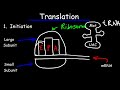 Transcription and Translation - Protein Synthesis From DNA - Biology