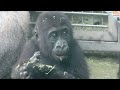 金剛猩猩Ringo三歲生日快樂🦍👶🏻Happy 3rd birthday to gorilla Ringo🎂🎁Taipei Zoo臺北市立動物園