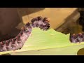 BIG FUZZY MOTH CATERPILLARS   THE LONG STREAKED TUSSOCK MOTH LIFE CYCLE