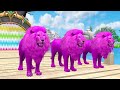 Paint & Animals Duck,Gorilla,Lion,Elephant,Cow,Sheep Fountain Crossing Transformation Animal Cartoon