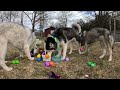 Dog Easter Egg Hunt Challenge 🐰 Which Of My Dogs Will Find The Most Eggs? 🥚