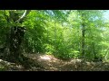 Short walk through the beech forest in 4k