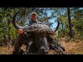 Bowhunting A MONSTER Cape Buffalo | 100% Free Ranging |