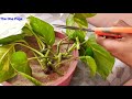 How to Grow Money Plant in soil, Propagate money plant cuttings