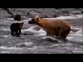 Katmai Brooks River,RF Cam. Bear # 128 with her oldest cub. 07.28. 2024