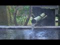 4K Relax with the sound of the hot spring in the morning