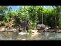 Currawong Eating Watermelon : Surprising fresh and yummy snack!