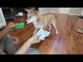 Are Dogs Colorblind? A SHOCKING EXPERIMENT!
