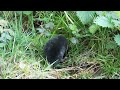 Above-Ground Mole Spotted!