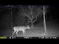 06/09/2024: Trail Cam Captures #48: Early Morning Deer