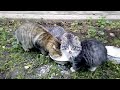 Pied Piper kitten catches a rat . Instant reaction of a kitten.