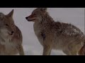 Coyotes vs. Wolves - An Unequal Battle in Yellowstone National Park | Free Documentary Nature