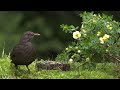 74min of Nature Escape with Forest Bird Sounds and Adorable Little Birds (4K HDR)