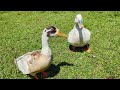 ducks and geese