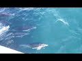 Dolphins Swimming with the Boat