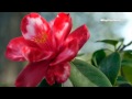 #Camellia grower Robert Ehrhart #WalnutCreek shares his secret on growing prize winning camellias @C