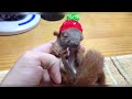 Baby Pet Squirrel Care Guide【30-45 Days Old】Breeding, Cage Set Up,Feeding Milk Tutorial, Prepare