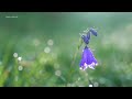Relaxing music that heals stress, anxiety and depressive conditions, heals, gentle music #54