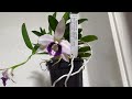 Which Orchid best represents me? | #thisorchidbestrepresentsme | Laelia dayana coerulea