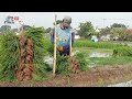 HOW RICE IS MADE: STEP BY STEP PLANTING RICE INDONESIAN AGRICULTURE