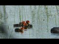 Łyski  - duża rodzina / Common coots - big family