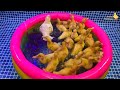Colorful Surprise Eggs, Duck, Ducklings, Lobster, Snake, Koi Fish, Frog, Butterfly Fish, Goldfish