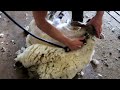 Sheep shearing - Bowen Technique