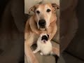 Dog Falls In Love With Four Blind Foster Kittens | The Dodo