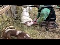Goat Giving Birth