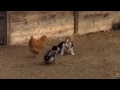 Corgi vs. Chicken - Fight!