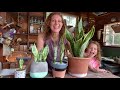 Repotting Sansevieria/Snake Plant