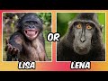 Lisa or Lena? 🐾 Pet Picks – Cute Pets, Fun Accessories, and More! 🐶