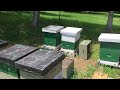 Honey bee grafting setup.
